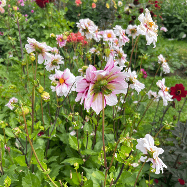 Edge of Joy 177