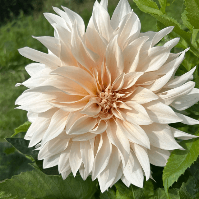 Cafe Au Lait 111