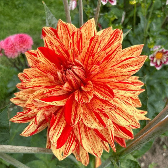 Painted Madam 262