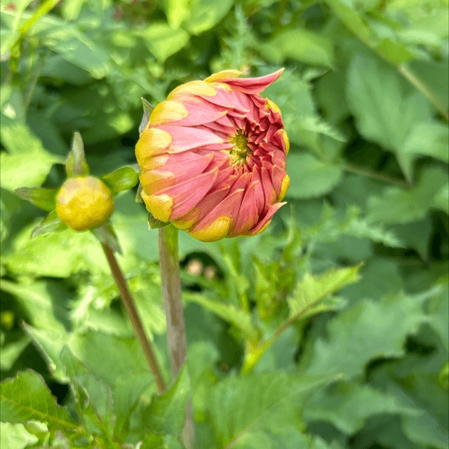 Babylon Rose 139
