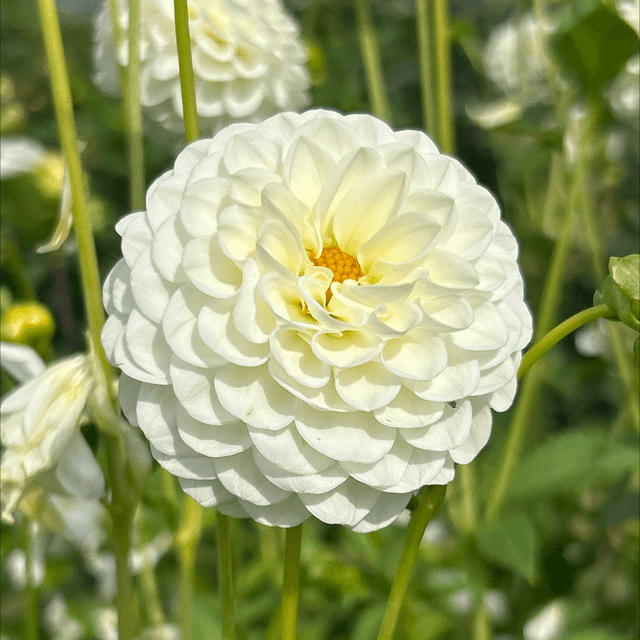 White Aster 343