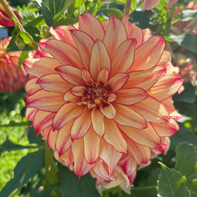 Lady Darlene 395