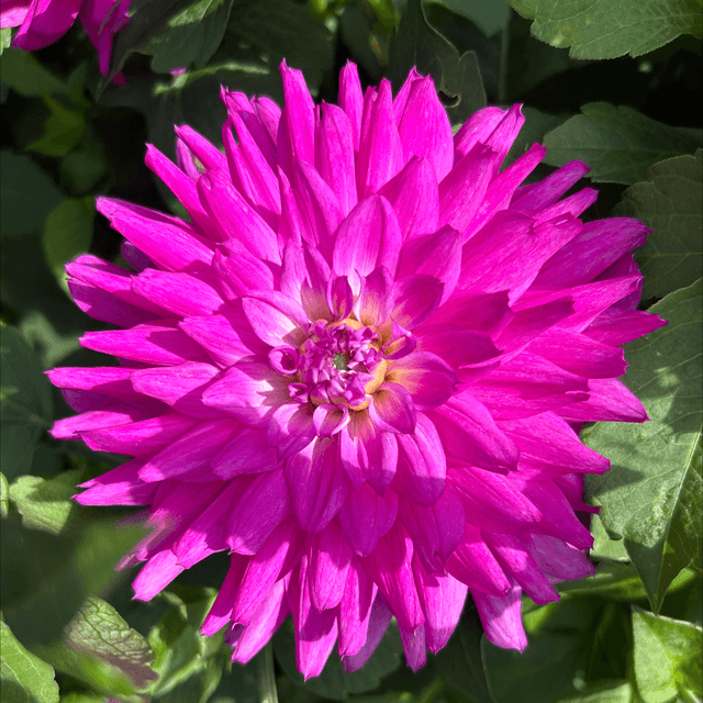 Waterlily Pink 363