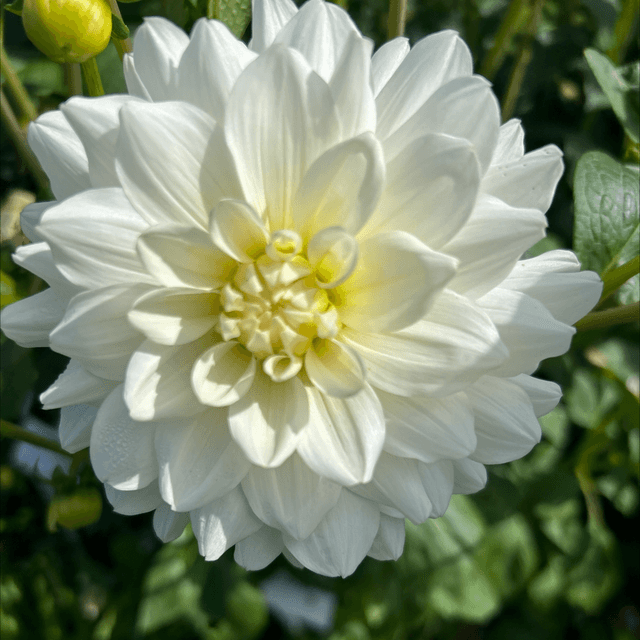 Waterlily White 361