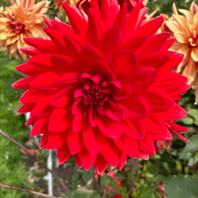 Garden Wonder 383