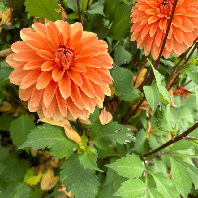 Summer Flame 251