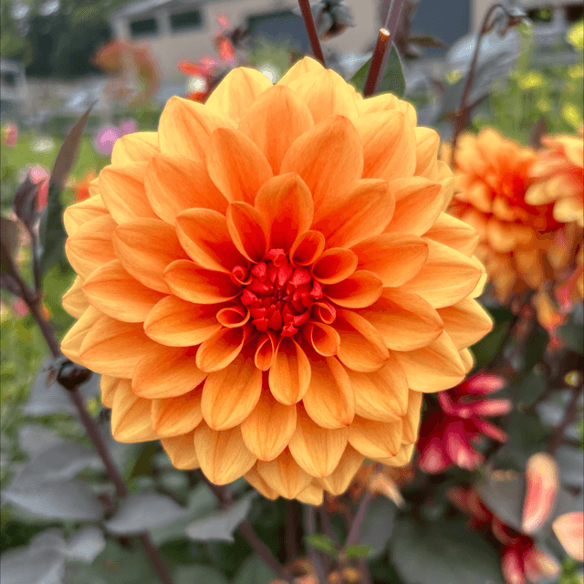 Orange Pekoe 163