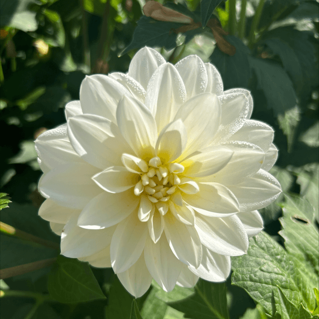 White Onesta 164