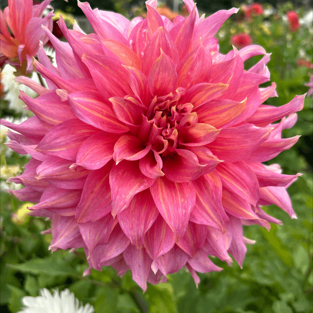 Pink Spur 216