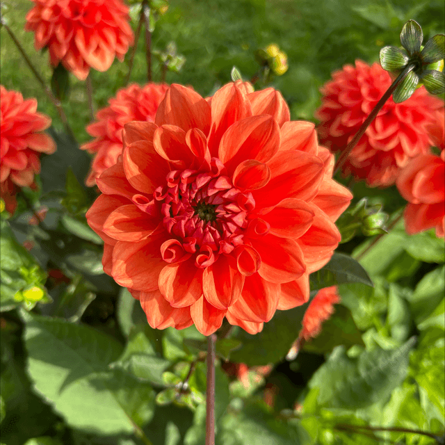 Orange Nugget 309