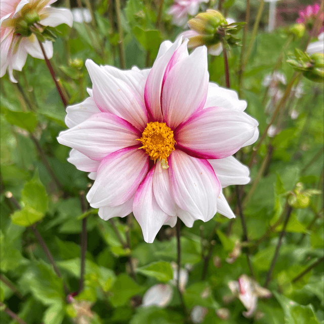 Edge of Joy 177