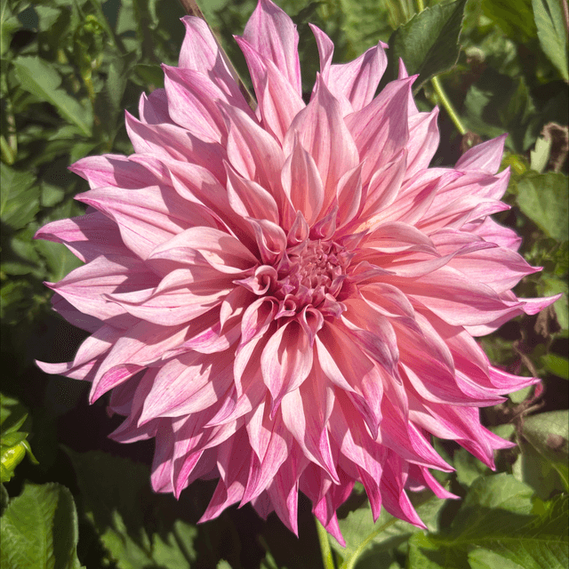 Cafe Au Lait Rose 315