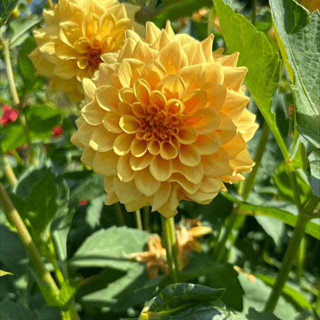 Golden Touch 353