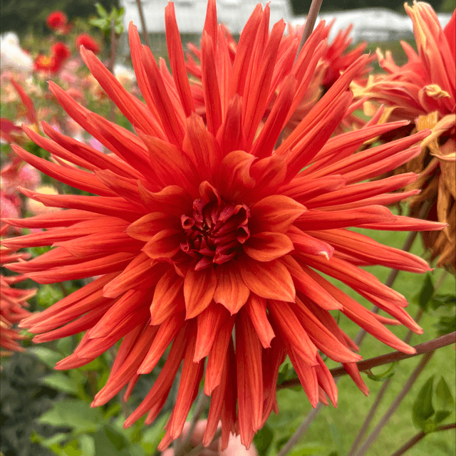 Autumn Orange 146