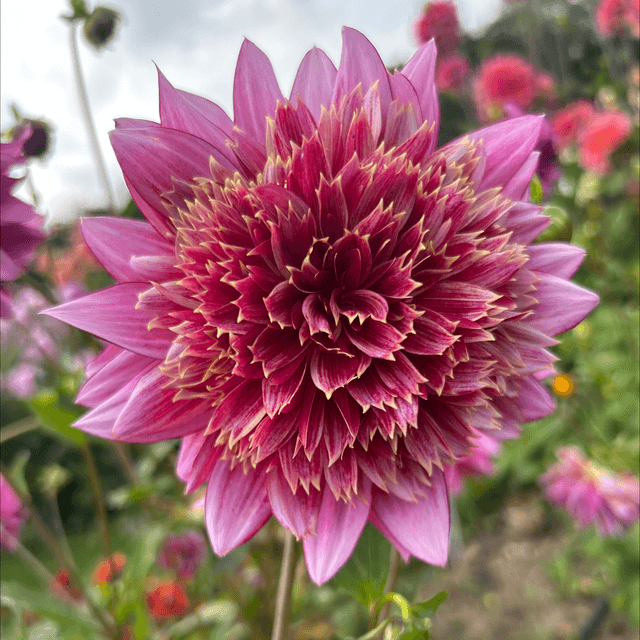 Purple Puff 371
