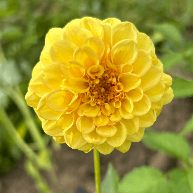 Yellow Jill 422