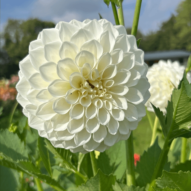 Boom Boom White 376